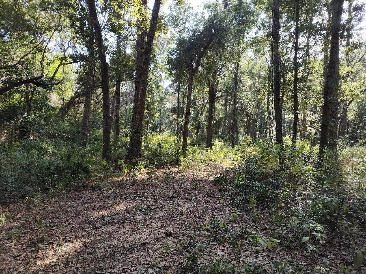 Homes for Sale in Fish River - Fairhope AL