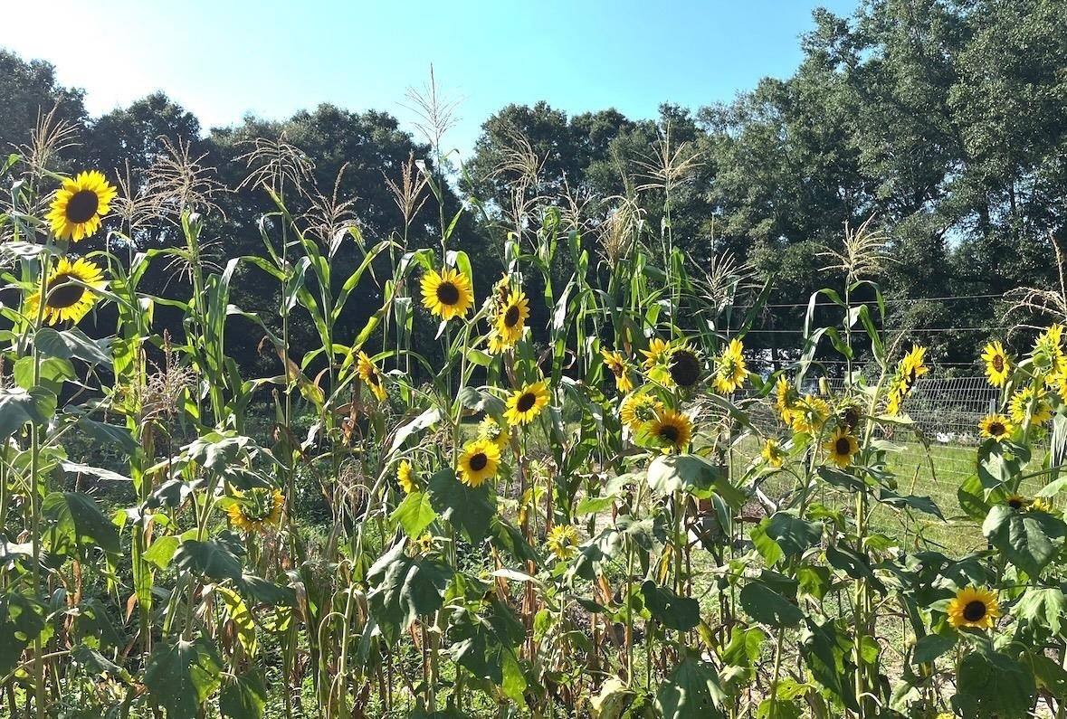 387740 | Photo 62