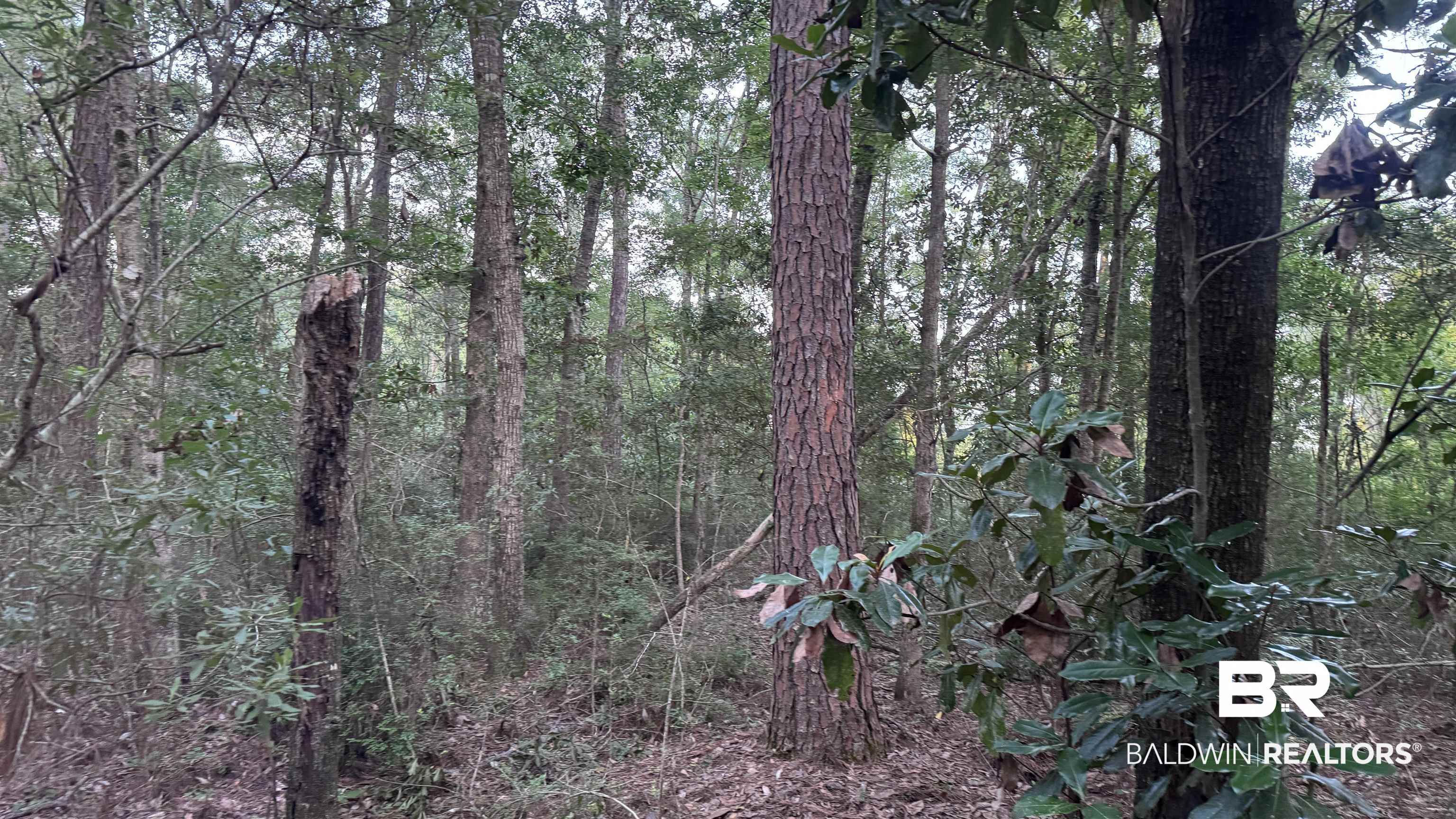 398575 | Photo 21